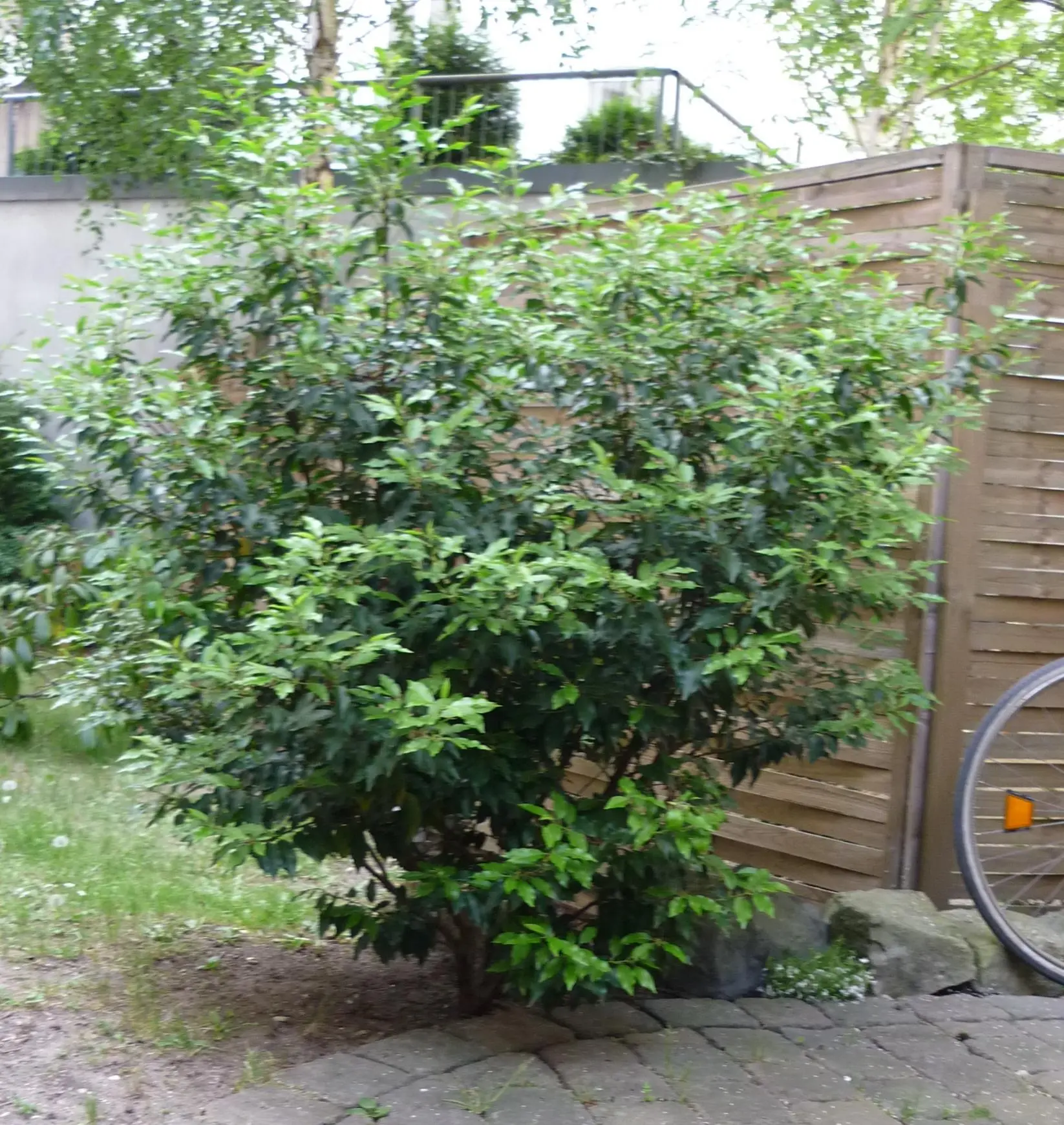 Portugiesischer Kirschlorbeer (Prunus lusitanica)
