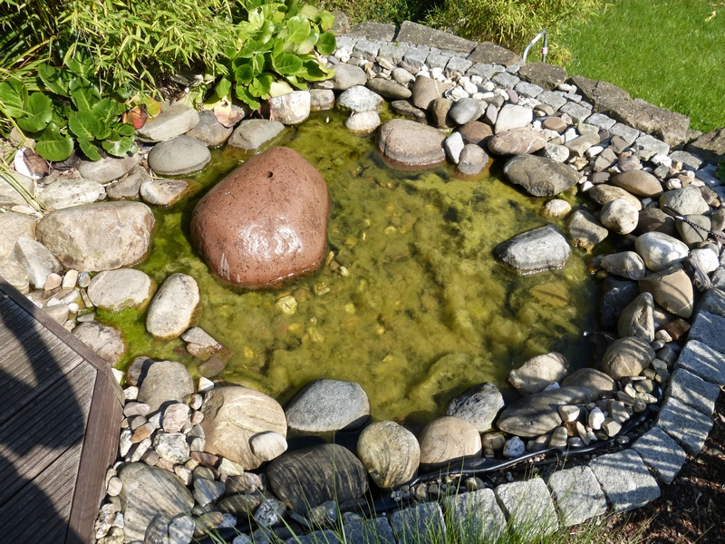 Grüne Algen im Gartenteich entfernen