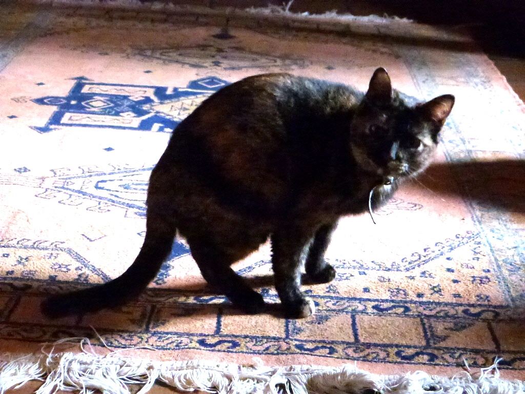 P1020101(1).webp