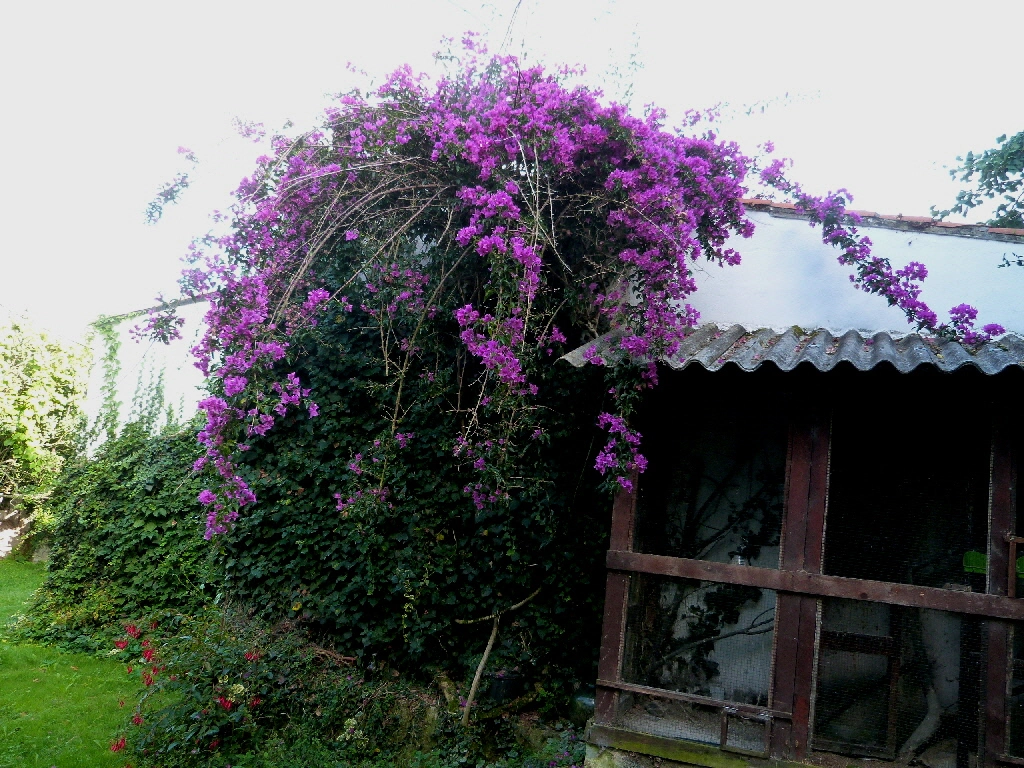 P1020184.JPG