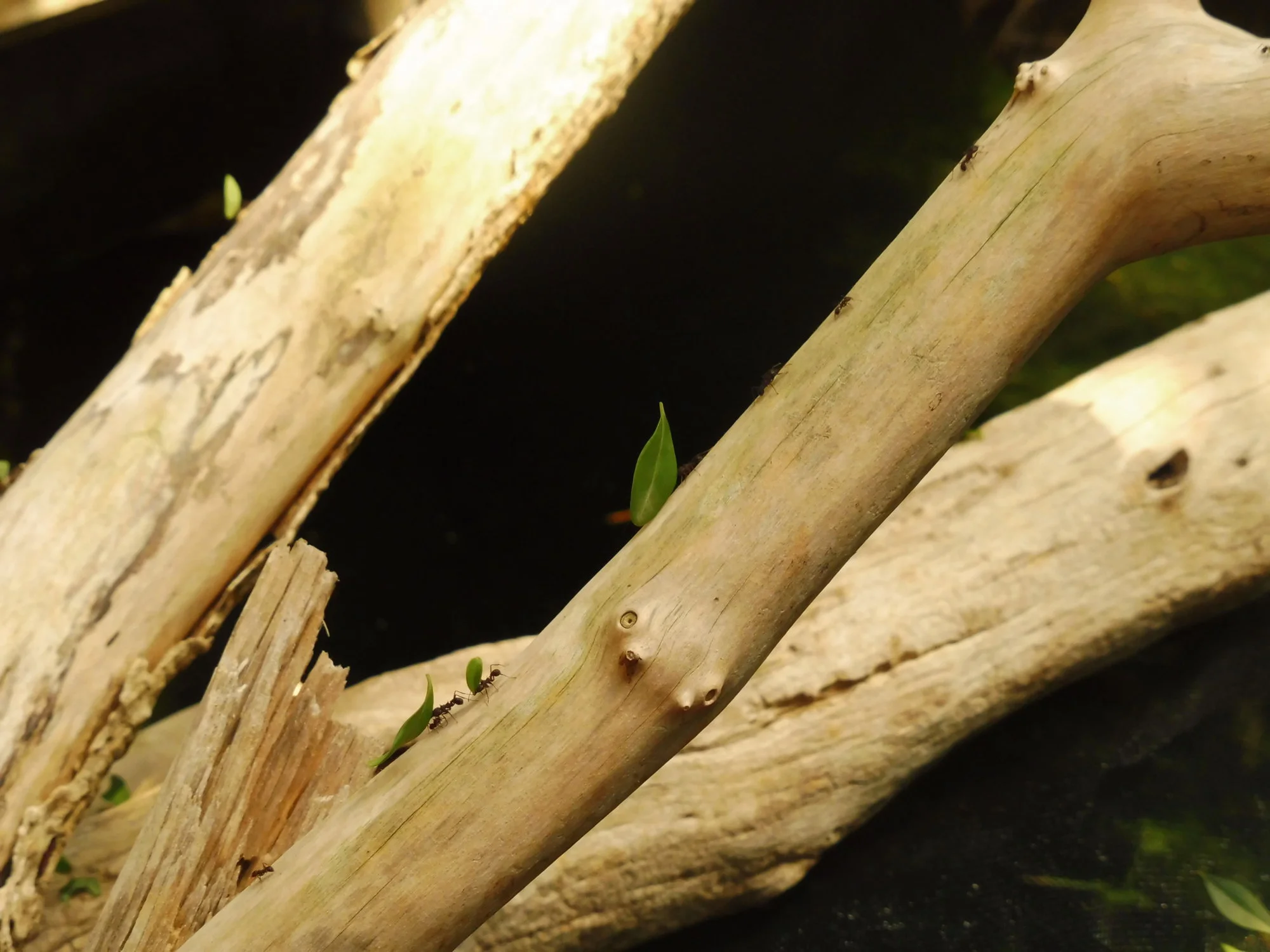 P1020672.webp