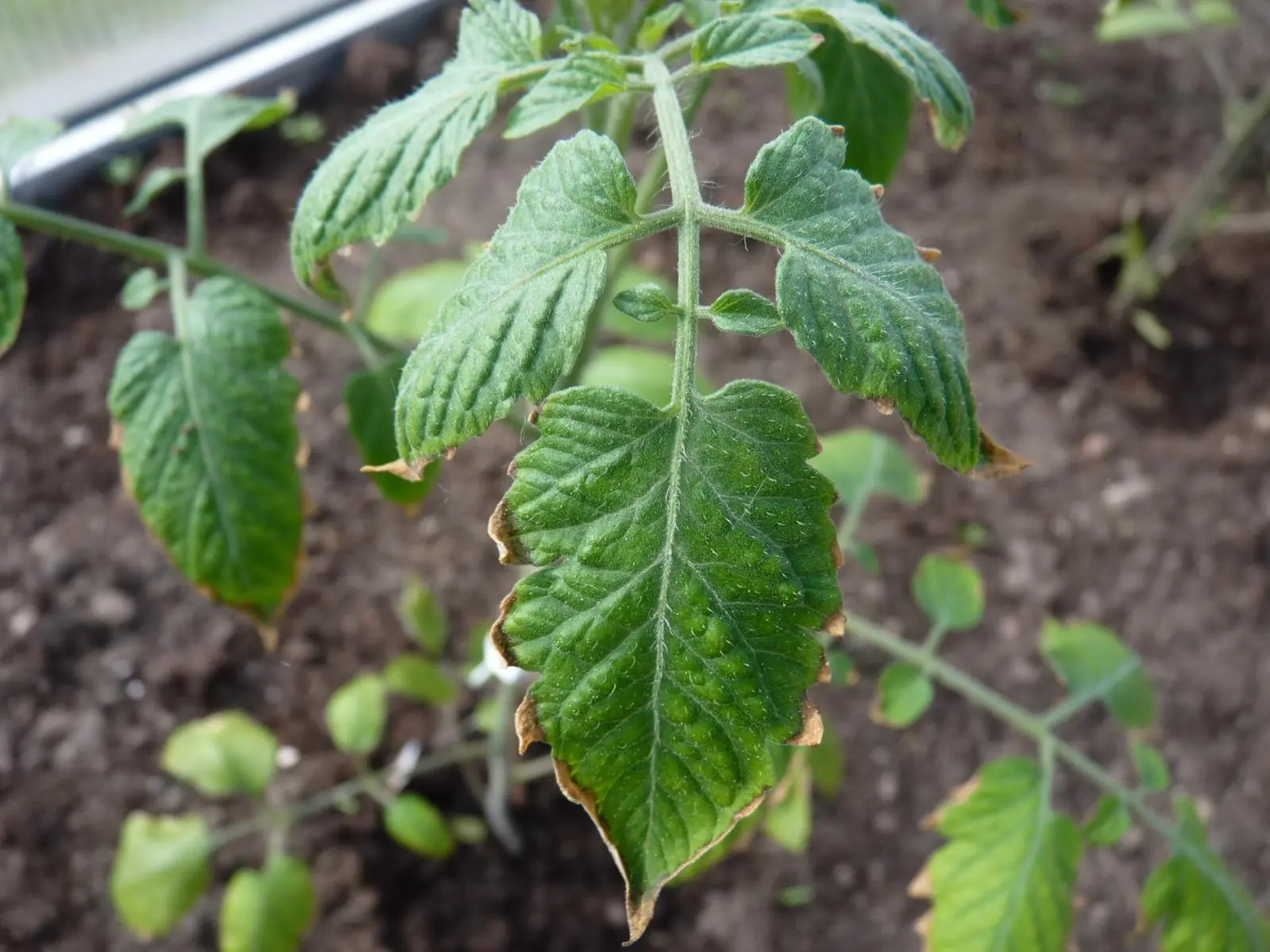 Tomate bekommt braune Blattränder