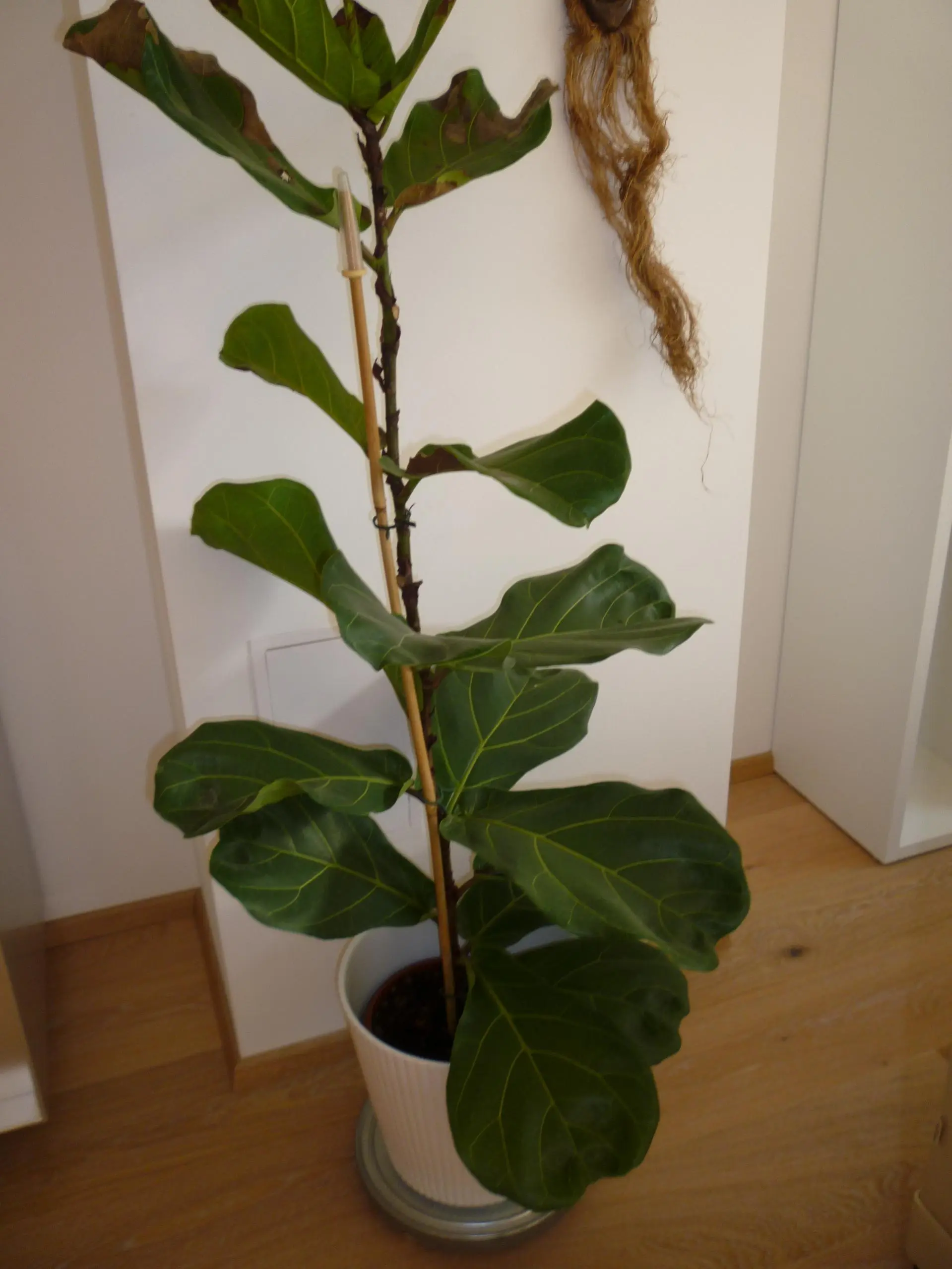 Ficus lyrata, Geigenfeige - Hausgarten.net
