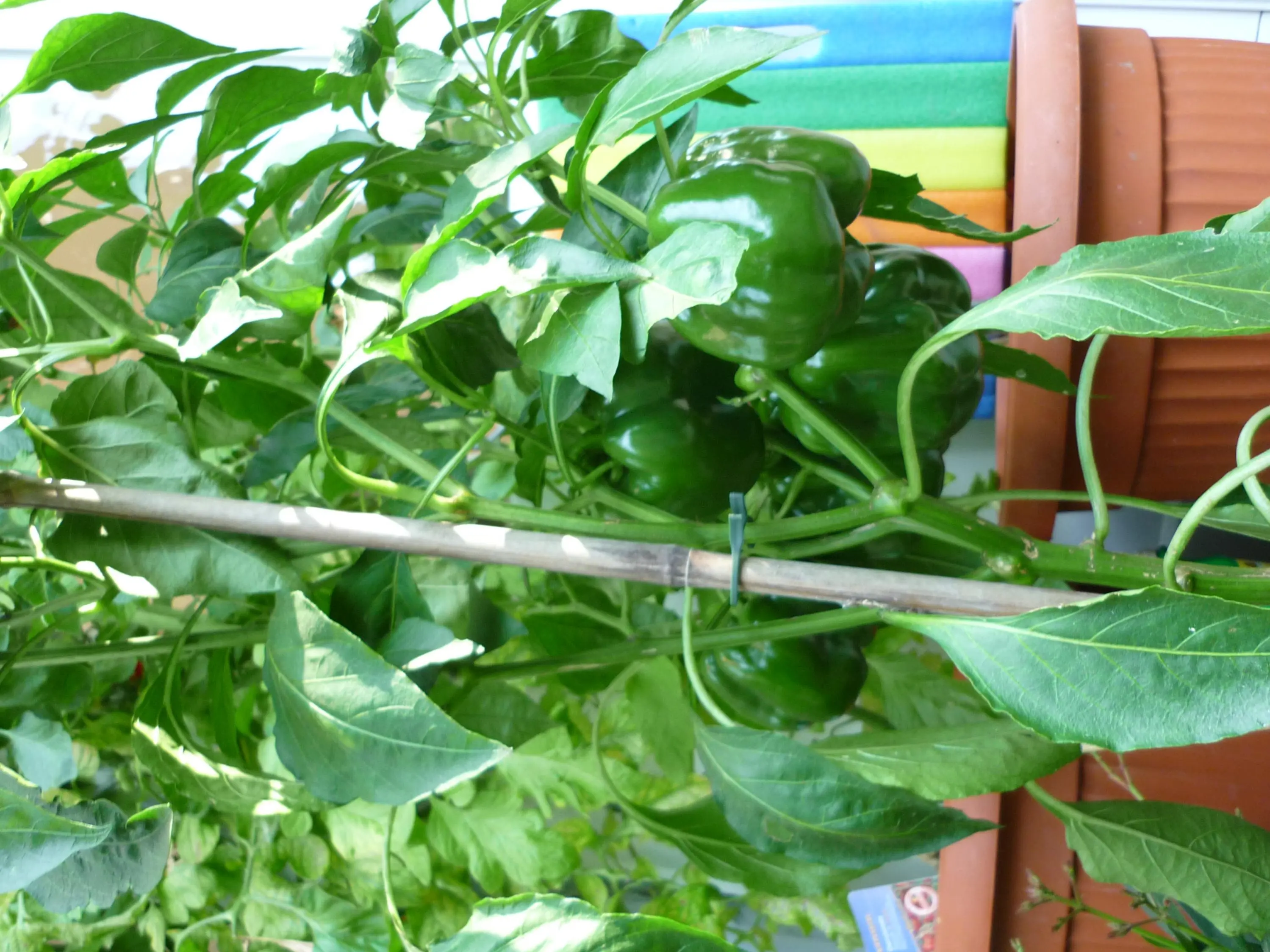Können meine Paprika noch Farbe bekommen, ich mag keine Grünen.