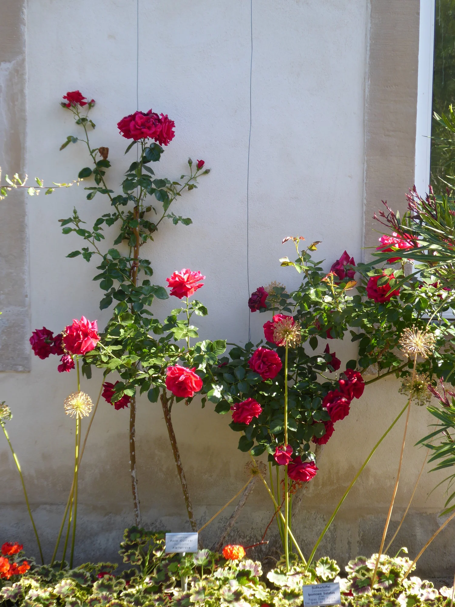 P1040055Kletterrose Sympathie.JPG