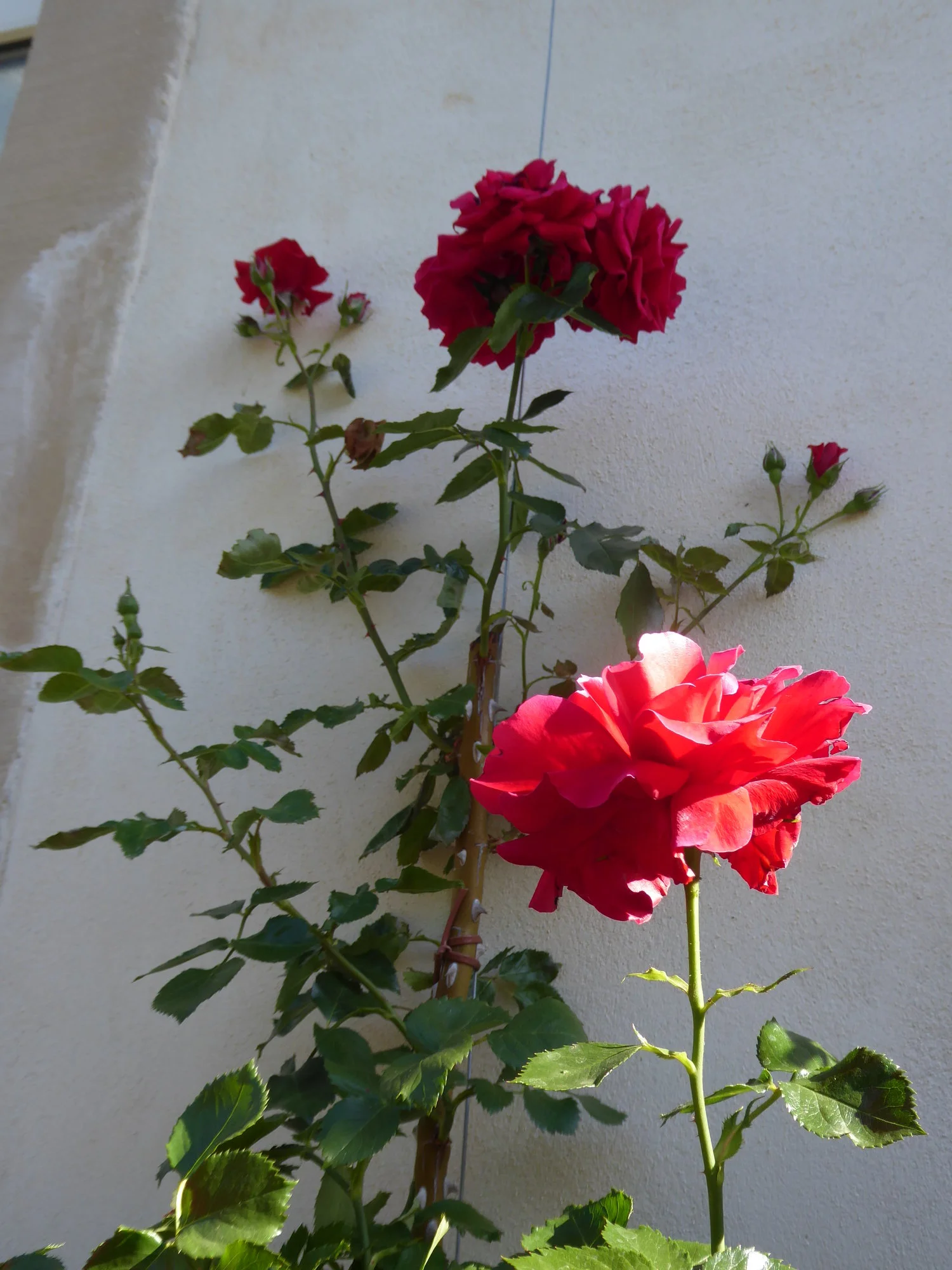P1040056Kletterrose Sympathie.JPG