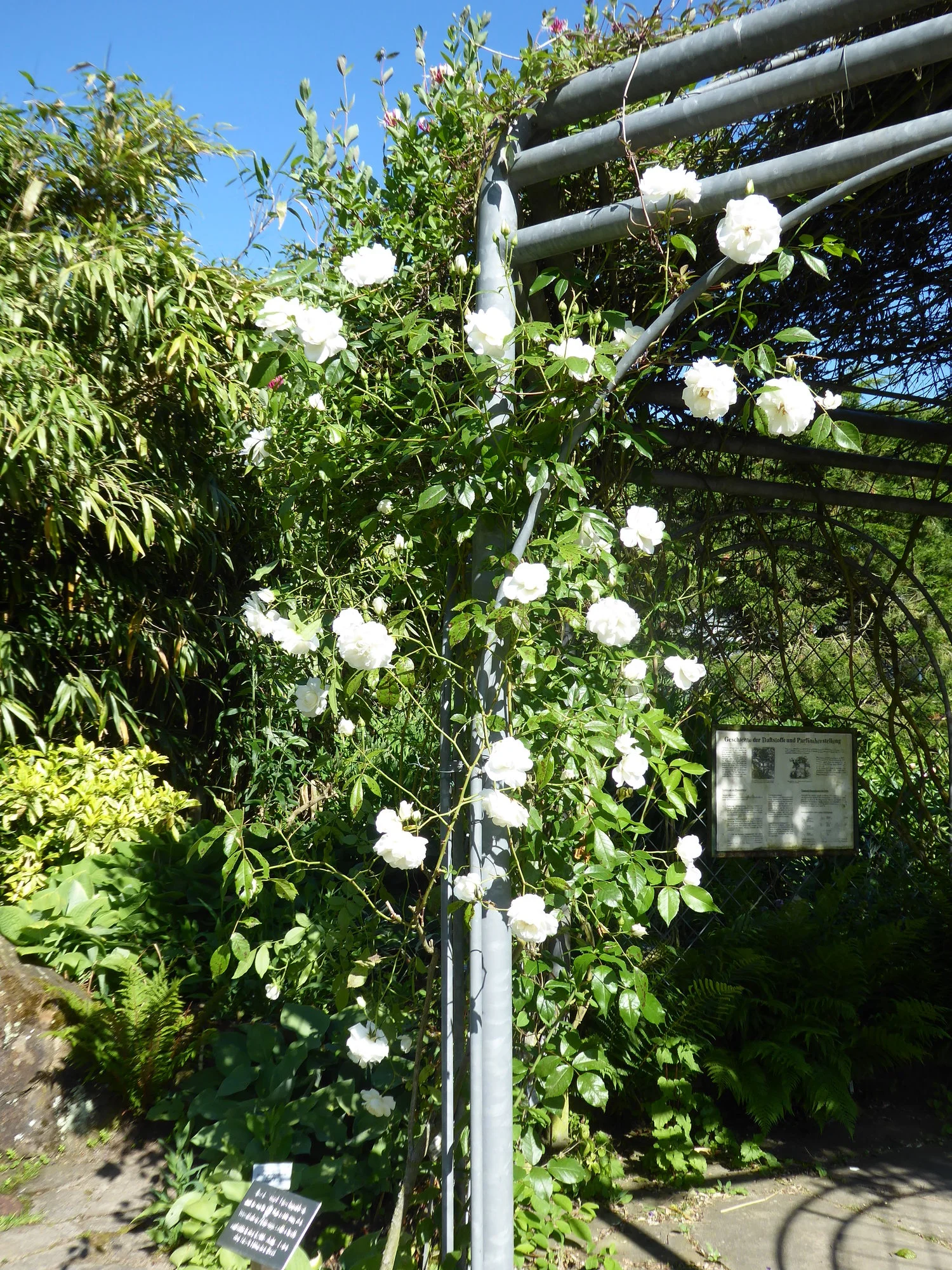 P1040092Rose Climbing Schneewittchen.JPG