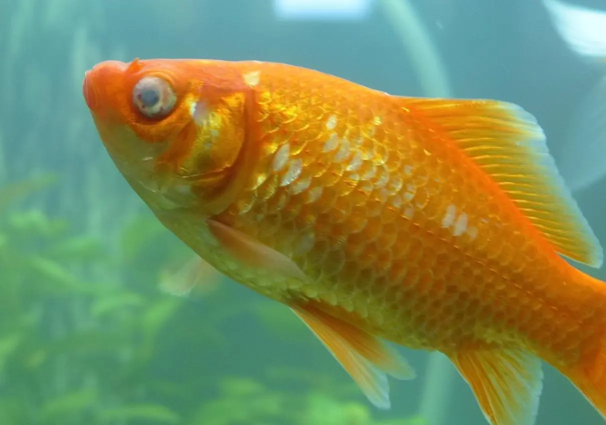 Kranker Goldfisch!