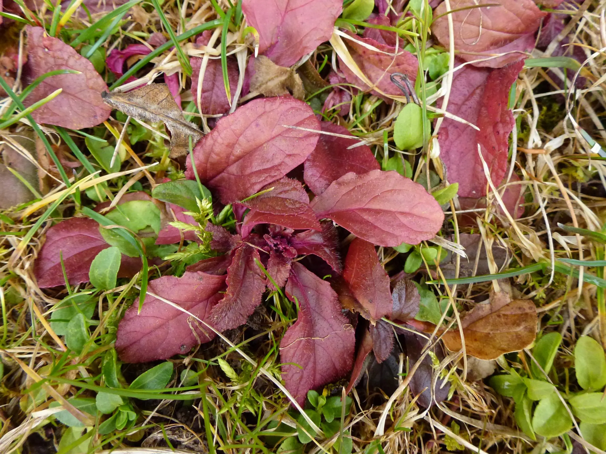 npk dünger bauhaus Purgrün Blutgras-Dünger 1 Liter main image 1