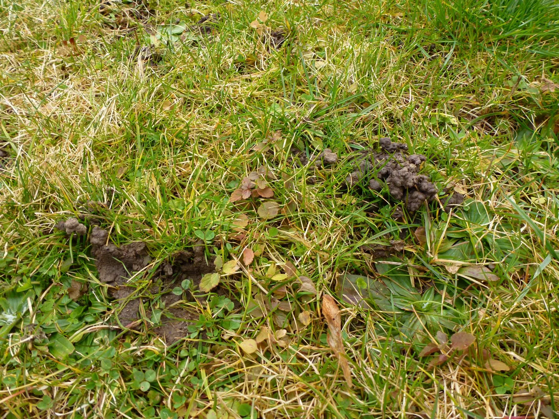 Klee im Rasen - Dnger trotz Hund? - Hausgarten.net