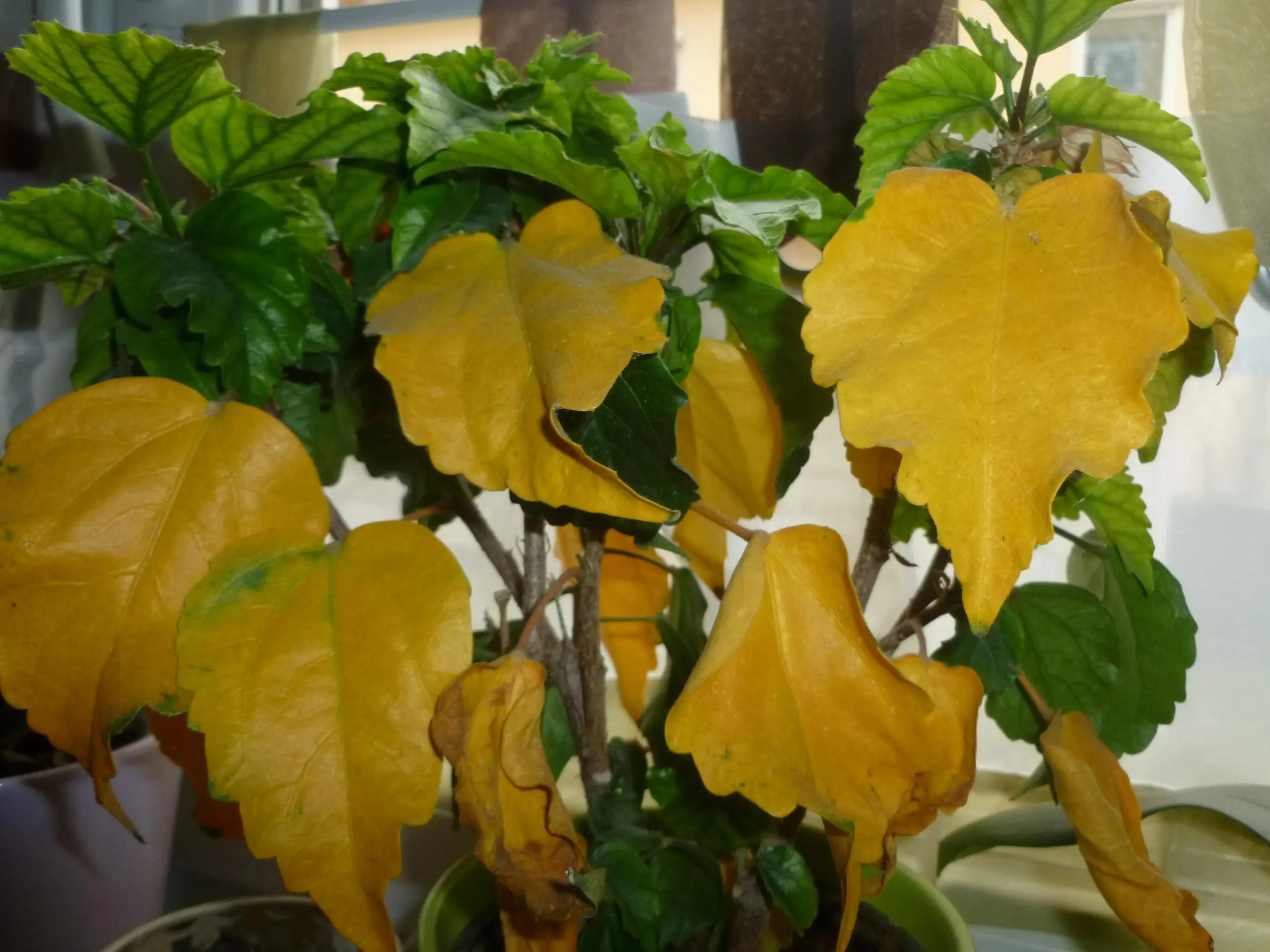 Hibiskus gelbe Blätter