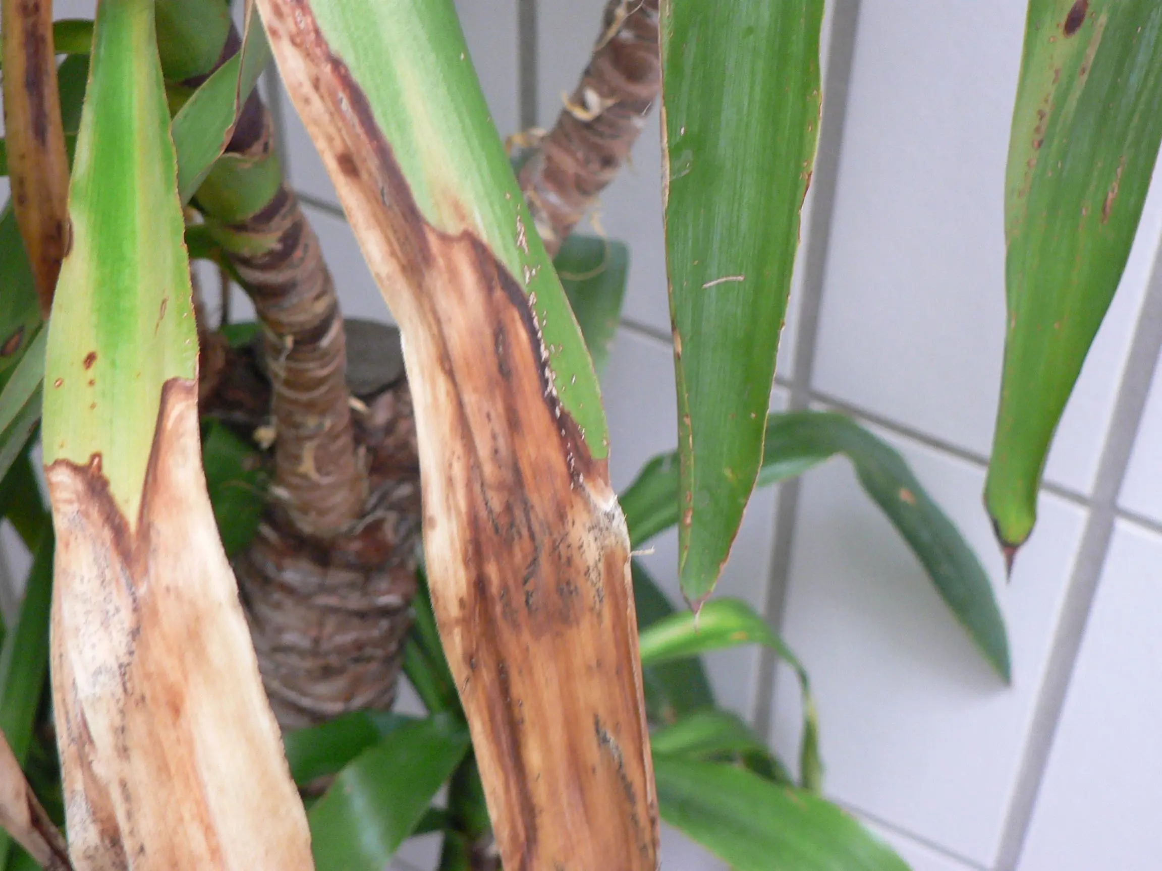 Schädlinge an Yucca RiesenPalmlilie