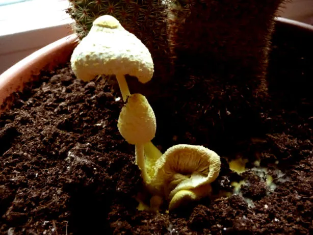 Gelber Pilz in der Blumenerde