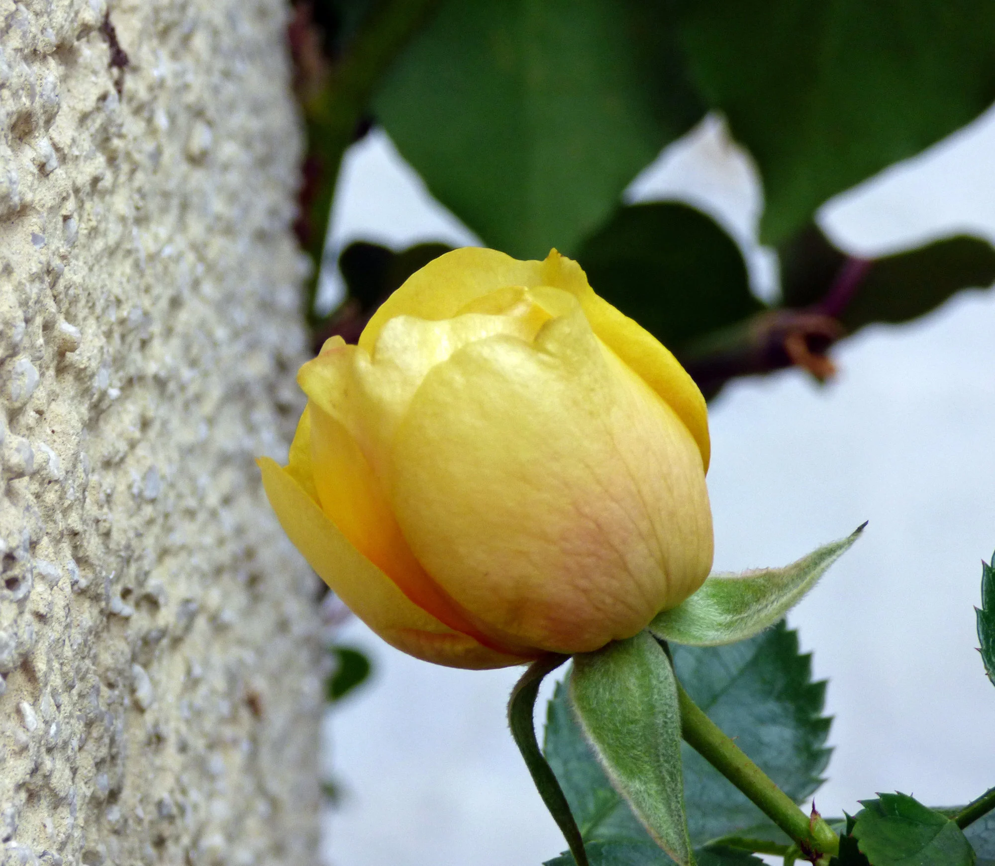 P1060599.webp