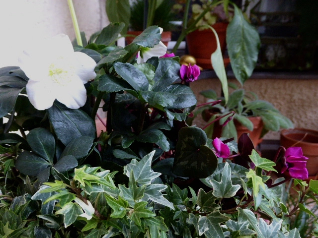 P1060941.webp