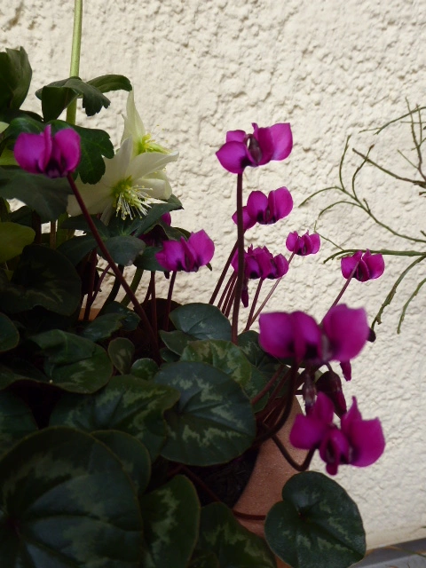 P1070122.webp