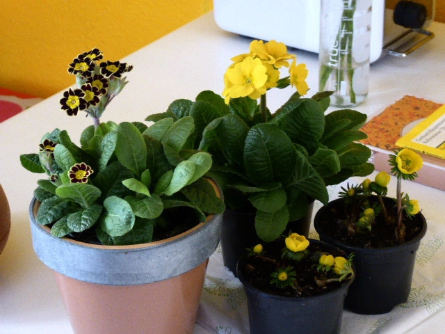 P1070171.webp