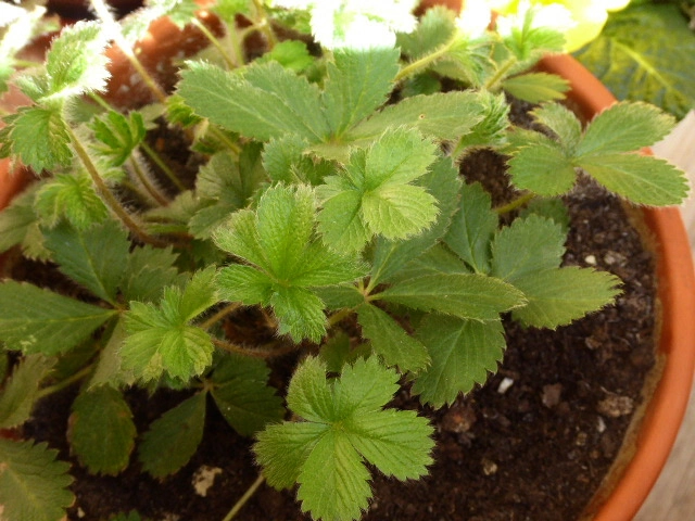 P1070259.JPG