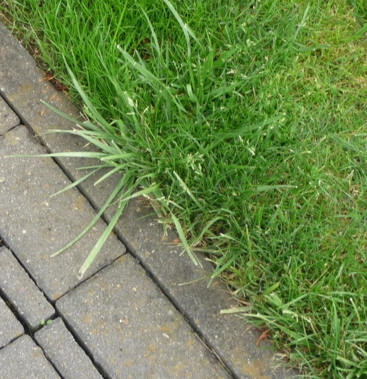 Hilfe! Wie heißt dieses (Rasen)unkraut? Pilze im Rasen