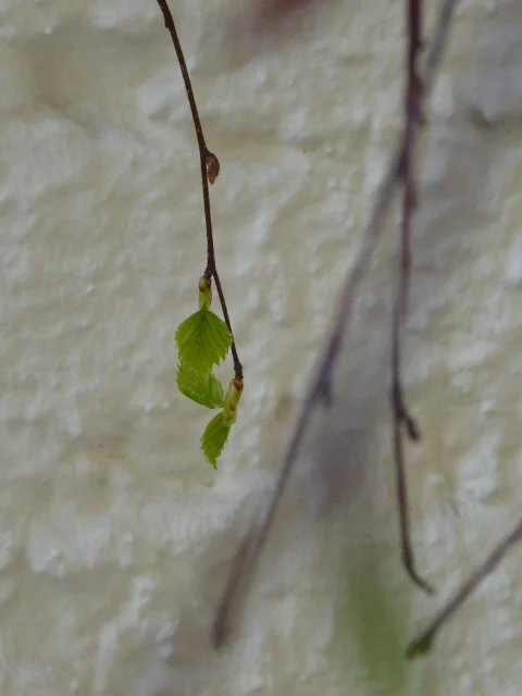 P1070312.webp