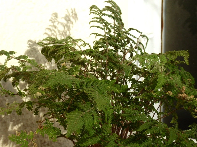 P1070314.webp