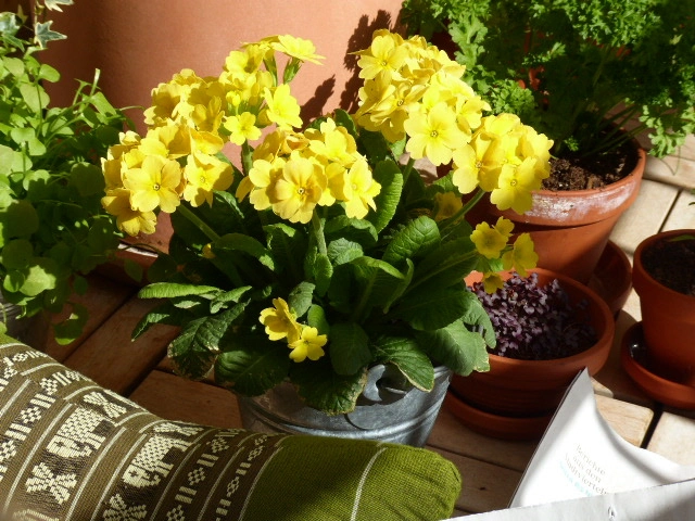 P1070443.webp