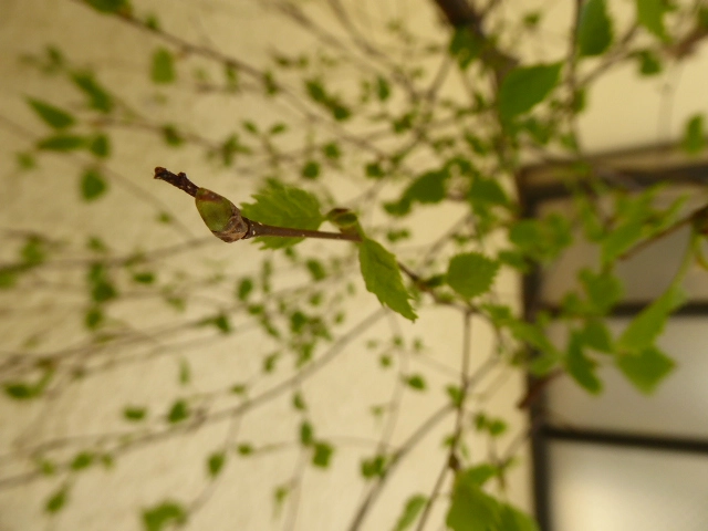 P1070454.webp