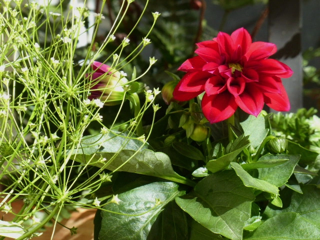P1070546.webp