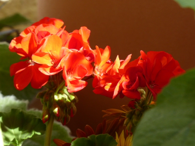 P1070641.webp