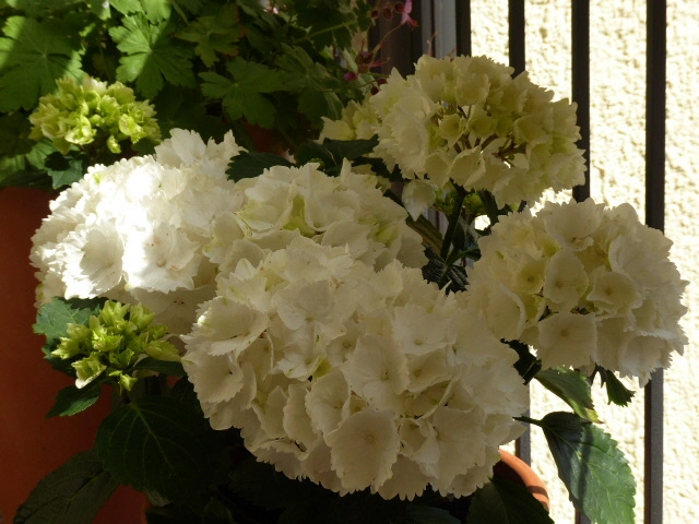 P1070684(1).webp