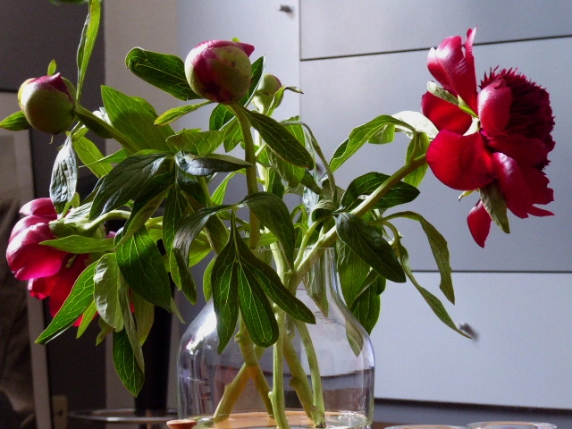 P1070785.webp