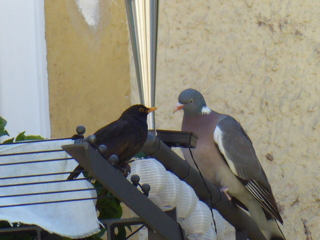 P1070800.webp