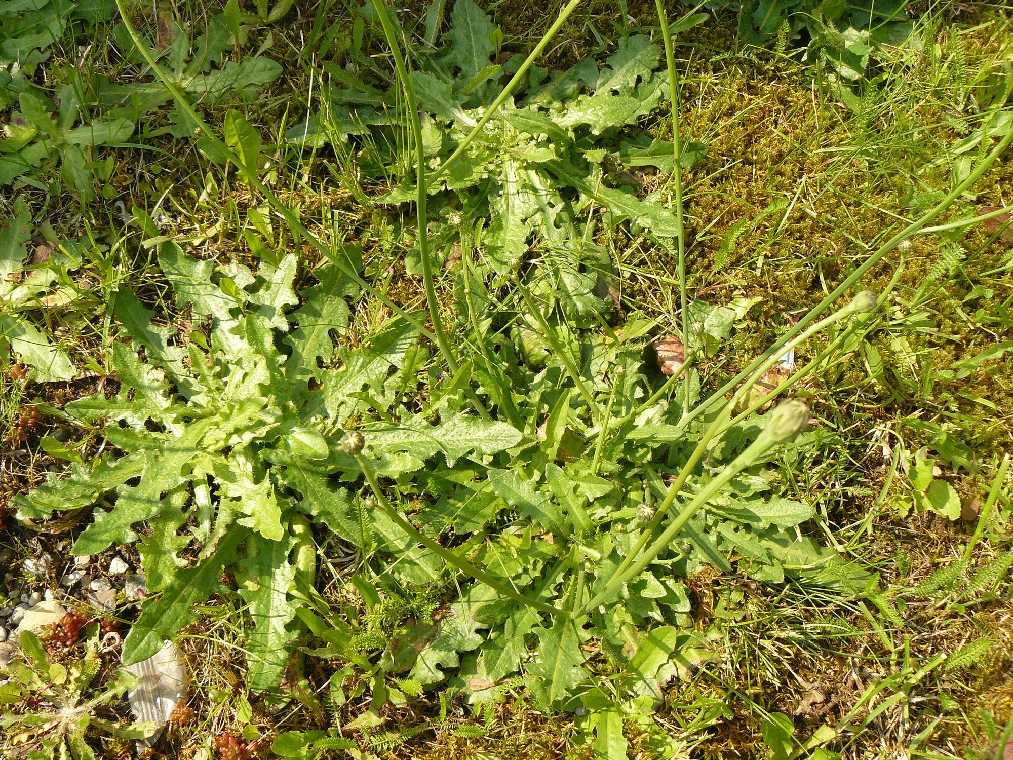 P1070882.webp