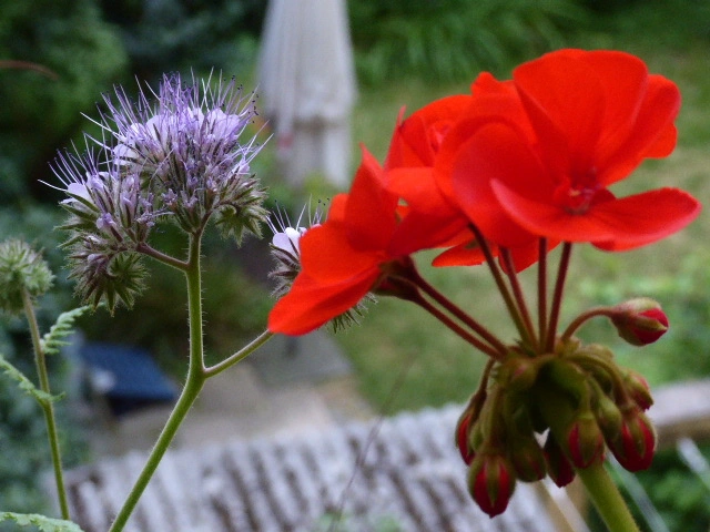 P1080170.webp