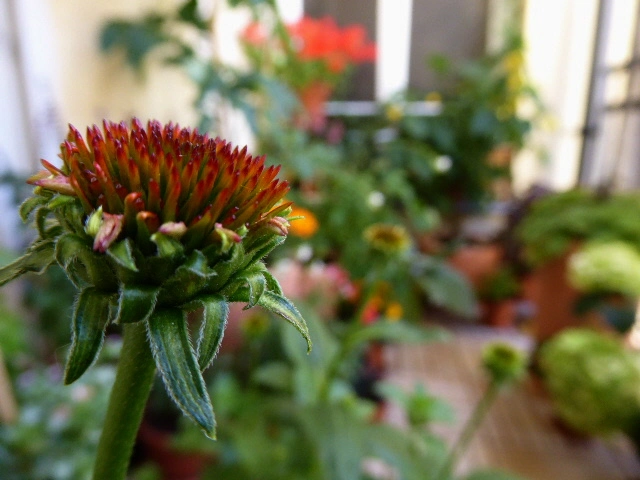 P1080226.webp