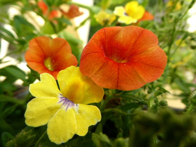 P1080244.webp