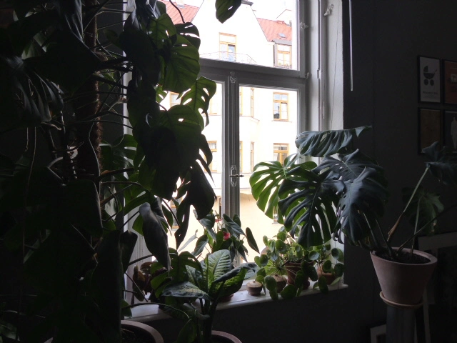 P1080287.webp