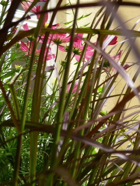P1080430.webp