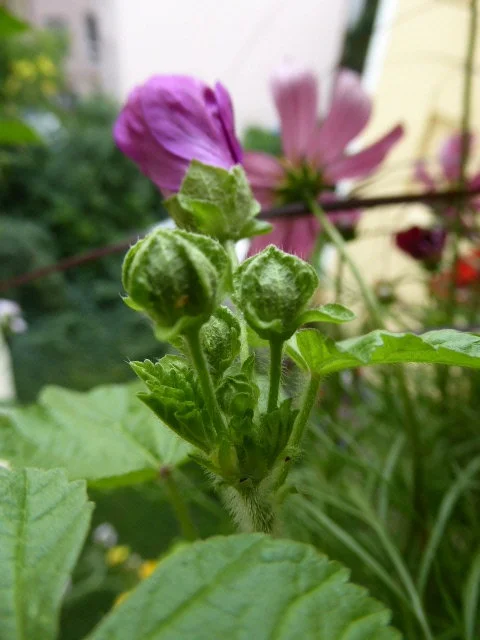 P1080444.webp