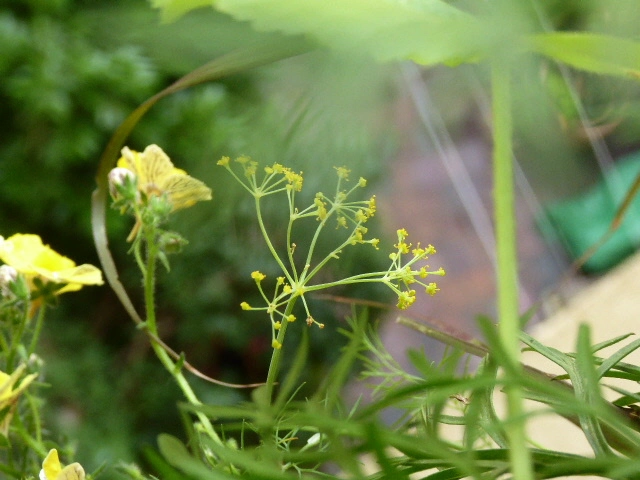 P1080445.webp