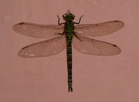 P1080669 (2).webp