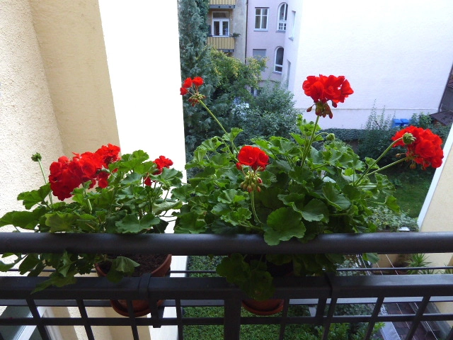P1080991(1).webp