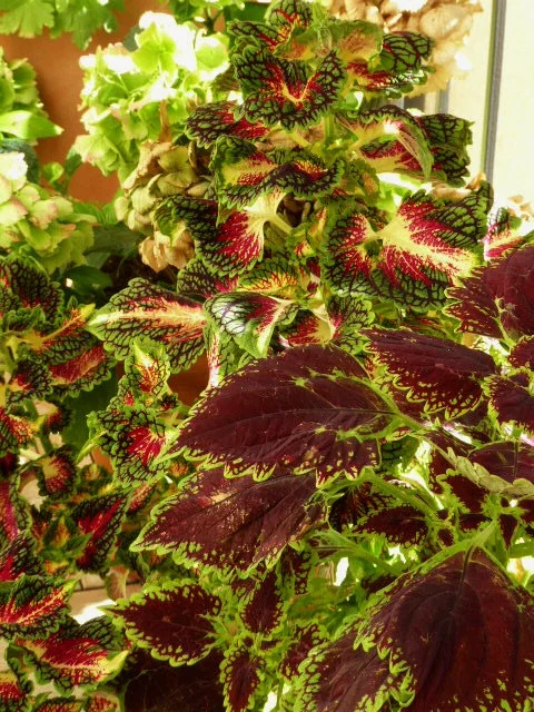 P1090020.webp
