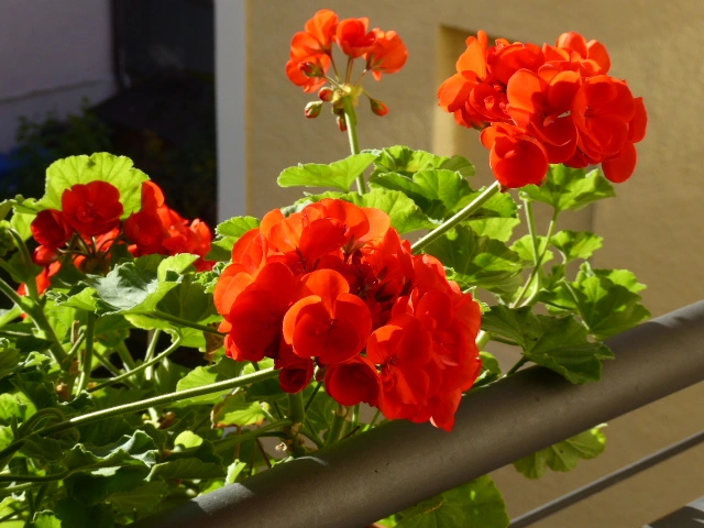 P1090219.webp