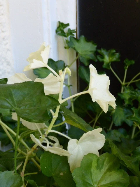 P1090220.webp