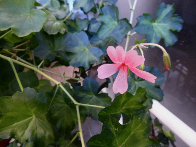 P1090306.webp
