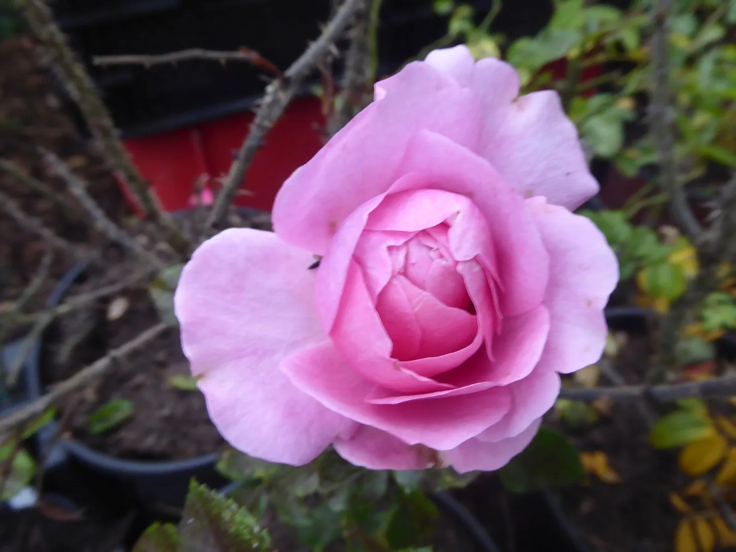 P1090641.webp