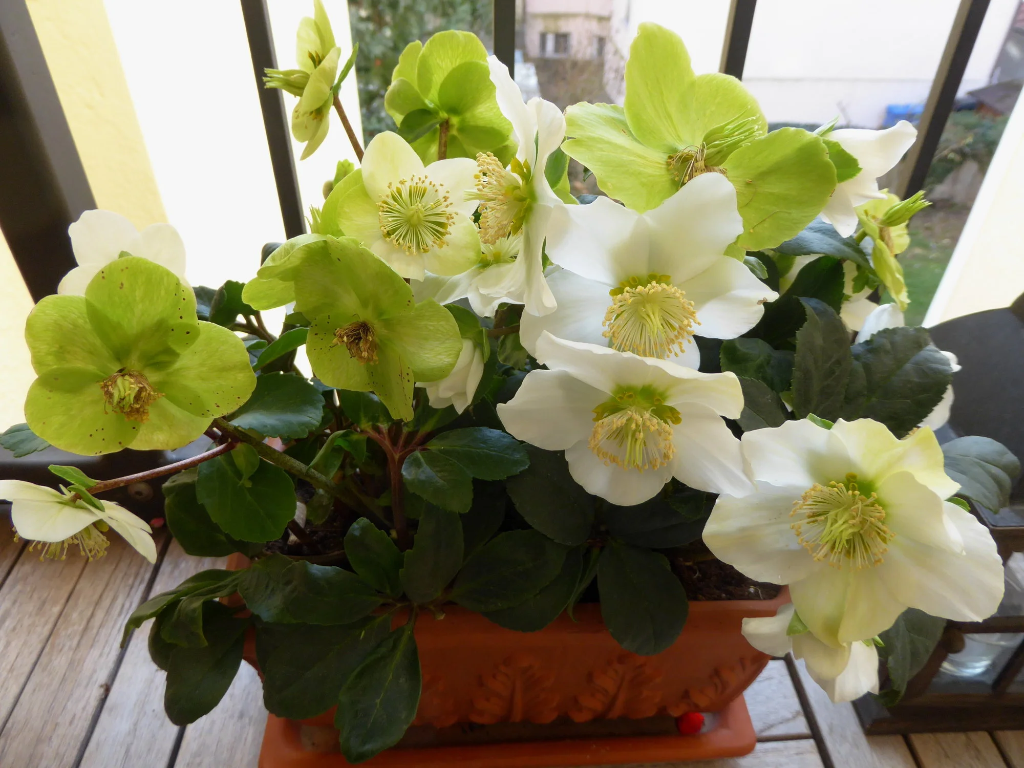 P1090643.webp