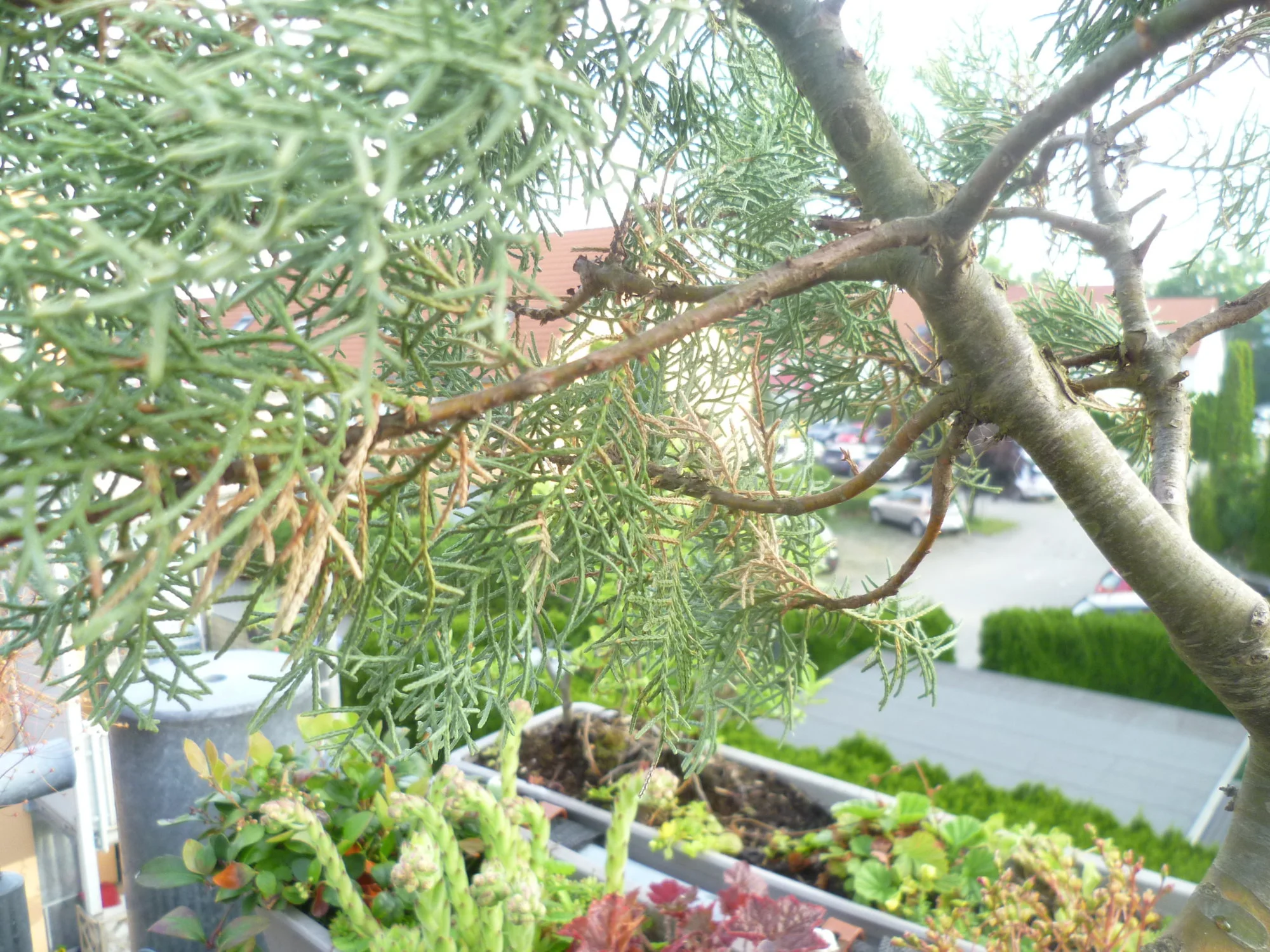 P1090675.webp