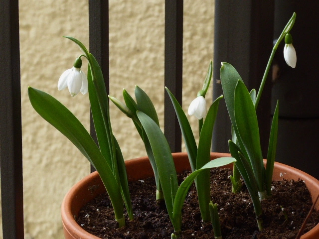 P1090852.webp